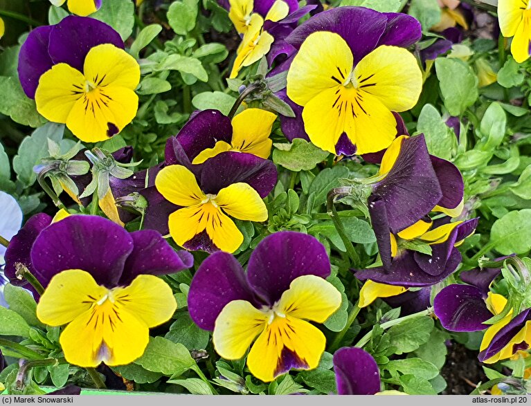 Viola ×williamsii Evo Mini Yellow Purple Jump Up