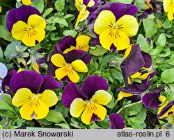 Viola ×williamsii Evo Mini Yellow Purple Jump Up