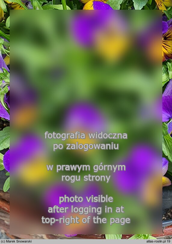 Viola ×williamsii Spring Evo Mini Morpho