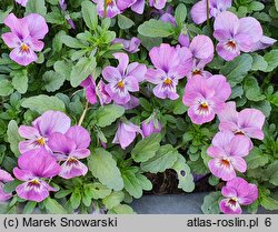 Viola ×williamsii Endurio Pink Shades