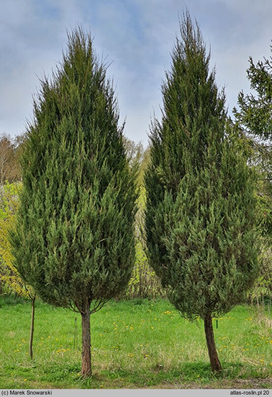 Juniperus scopulorum Skyrocket