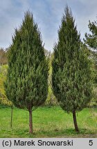 Juniperus scopulorum Skyrocket