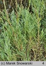 Juniperus scopulorum Skyrocket