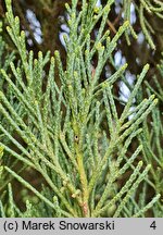 Juniperus scopulorum Skyrocket