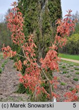 Aesculus ×neglecta Erythroblastos