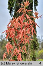 Aesculus ×neglecta Erythroblastos