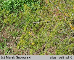 Cedrus libani (cedr libański)