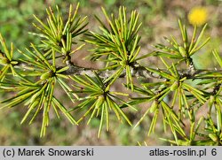 Cedrus libani (cedr libański)