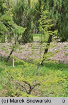 Cedrus libani (cedr libański)