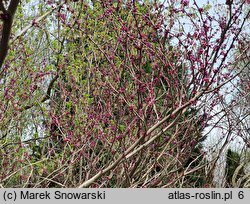 Cercis canadensis (judaszowiec amerykański)