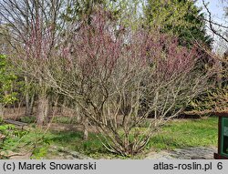 Cercis canadensis (judaszowiec amerykański)