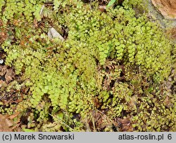 Adiantum venustum (niekropień wdzięczny)