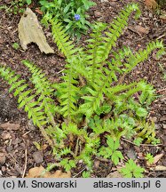 Polystichum acrostichoides (paprotnik bożonarodzeniowy)