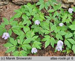 Anemonoides nemorosa Robinsoniana