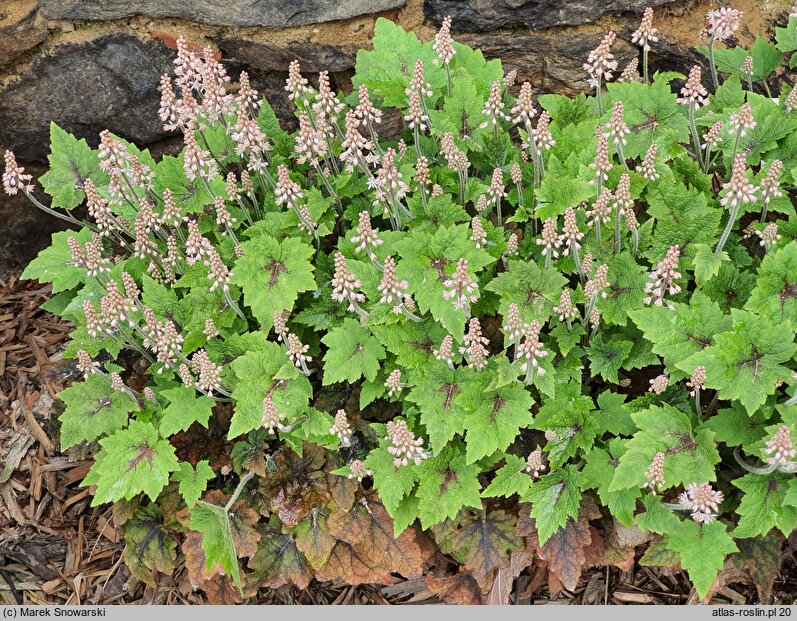 Tiarella Pirate's Patch