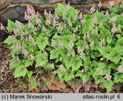 Tiarella Pirate's Patch