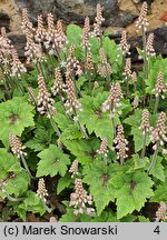 Tiarella Pirate's Patch