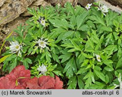 Anemone nemorosa Multiplicity