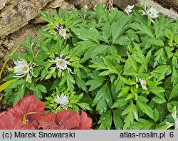 Anemonoides nemorosa Multiplicity