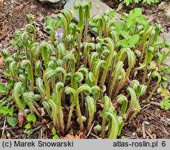 Asplenium scolopendrium Ramosa