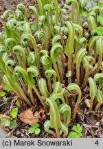 Asplenium scolopendrium Ramosa