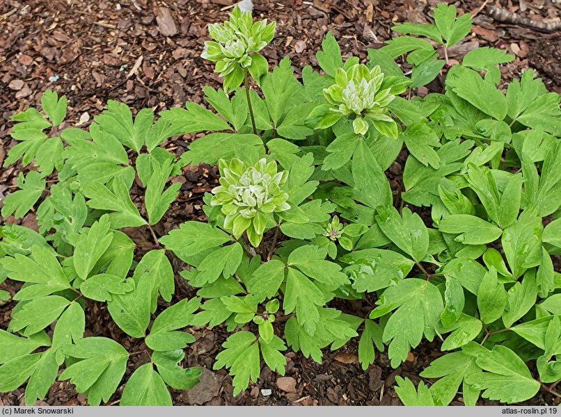 Anemonoides nemorosa Monstrosa