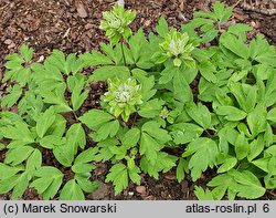 Anemone nemorosa Monstrosa
