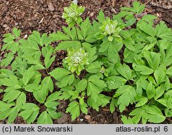 Anemonoides nemorosa Monstrosa