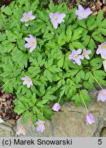 Anemonoides nemorosa Blue Queen