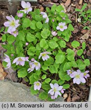 Anemonella thalictroides (zawilczyk rutewkowaty)