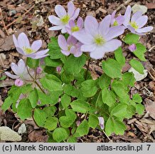 Anemonella thalictroides (zawilczyk rutewkowaty)