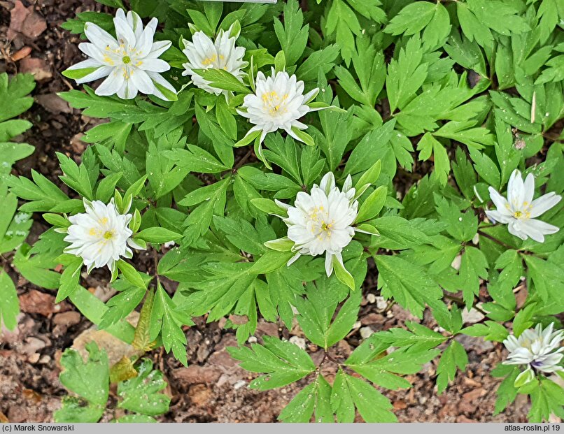 Anemonoides nemorosa Viridiflora