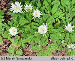 Anemonoides nemorosa Viridiflora