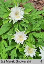 Anemonoides nemorosa Viridiflora