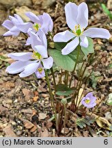 Plagiorhegma dubium (jeffersonia zwodnicza)