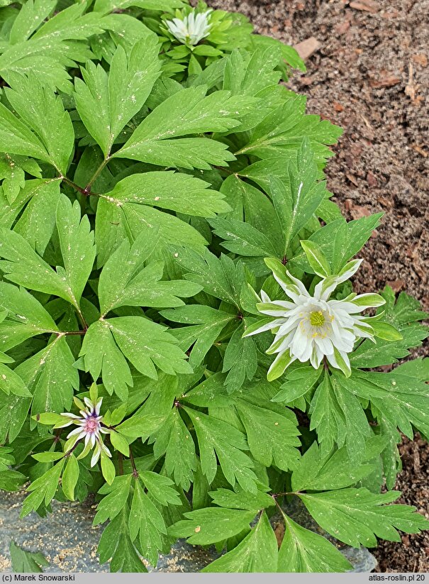 Anemone nemorosa Bracteata Pleniflora