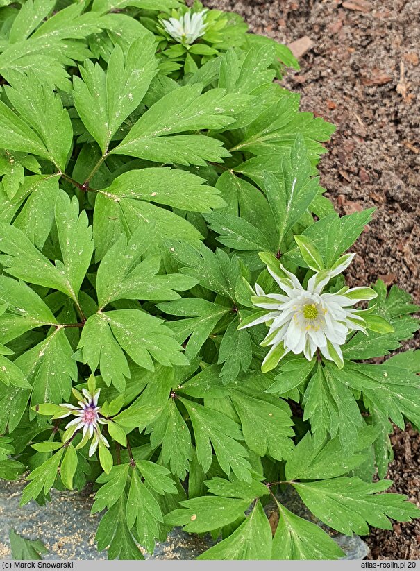 Anemonoides nemorosa Bracteata Pleniflora