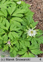 Anemonoides nemorosa Bracteata Pleniflora