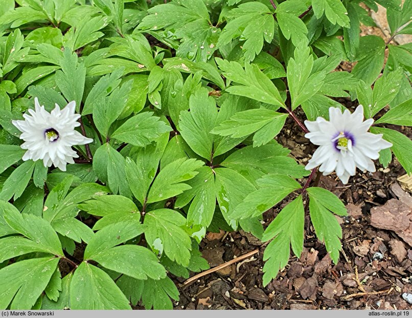 Anemone nemorosa Blue Eyes