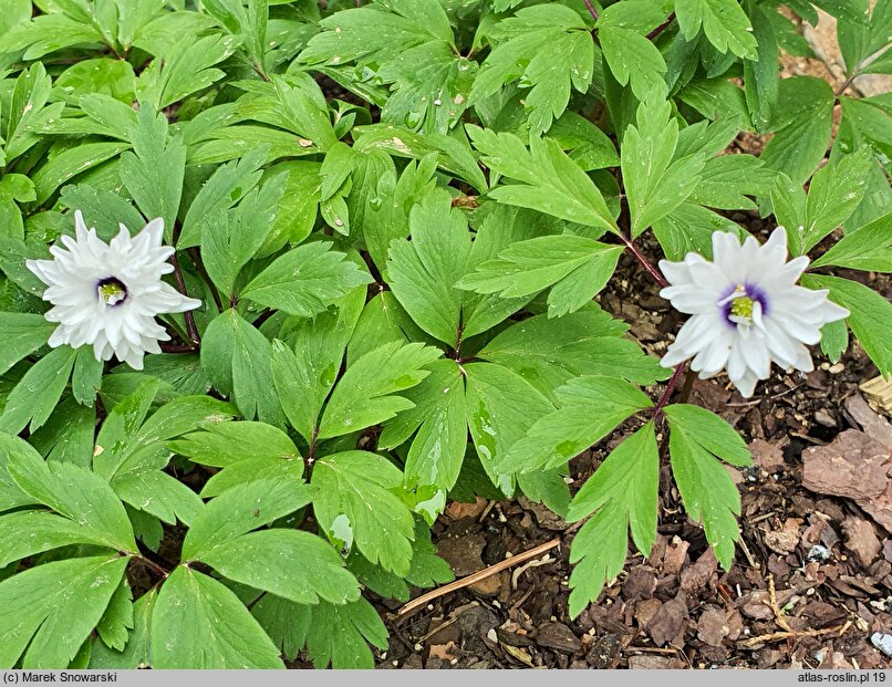 Anemonoides nemorosa Blue Eyes