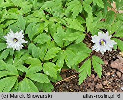 Anemonoides nemorosa Blue Eyes