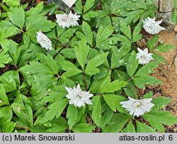 Anemone nemorosa Blue Eyes