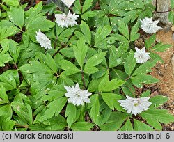 Anemonoides nemorosa Blue Eyes