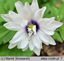 Anemonoides nemorosa Blue Eyes