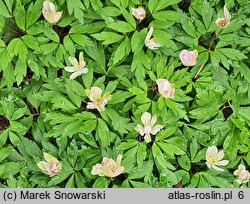 Anemone nemorosa Virescens
