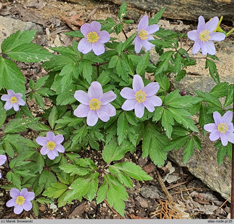 Anemone nemorosa Allenii
