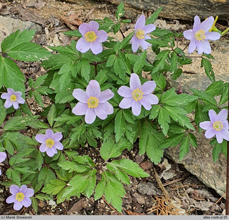 Anemonoides nemorosa Allenii