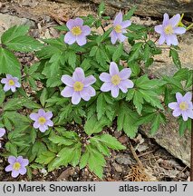 Anemone nemorosa Allenii