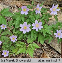 Anemonoides nemorosa Allenii