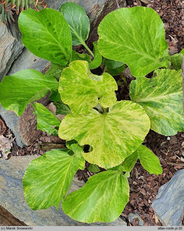 Bergenia cordifolia Tuby Andrews